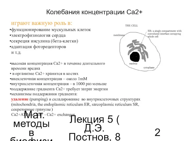 Мат. методы в биофизике Лекция 5 ( Д.Э.Постнов, 8 семестр) Колебания концентрации