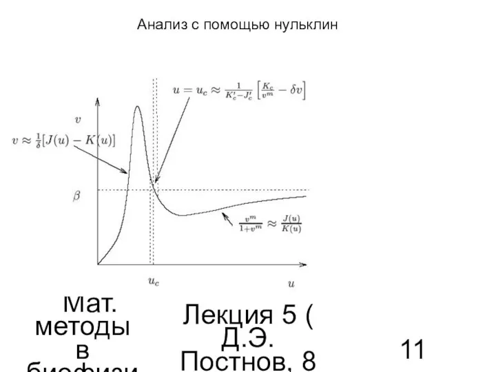 Мат. методы в биофизике Лекция 5 ( Д.Э.Постнов, 8 семестр) Анализ с помощью нульклин