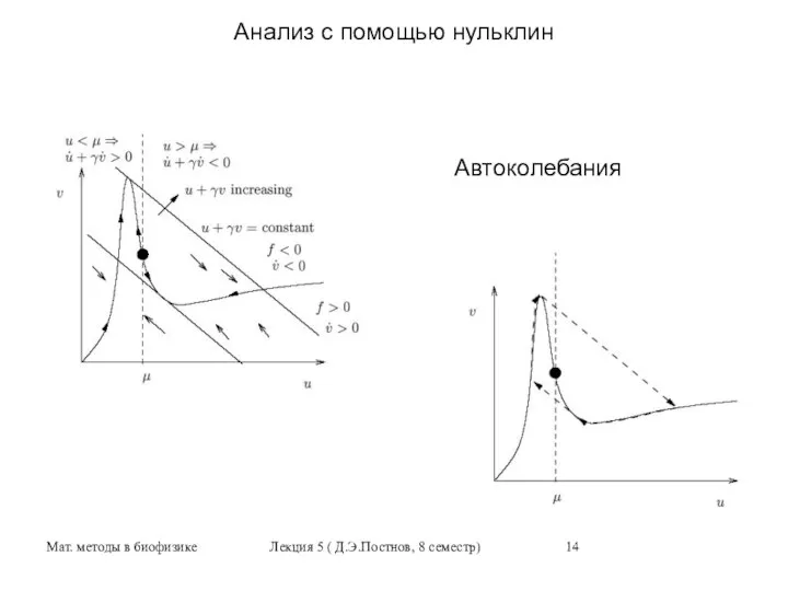 Мат. методы в биофизике Лекция 5 ( Д.Э.Постнов, 8 семестр) Анализ с помощью нульклин Автоколебания