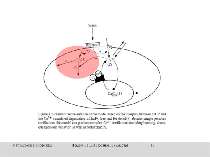 Мат. методы в биофизике Лекция 5 ( Д.Э.Постнов, 8 семестр)