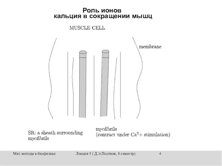 Мат. методы в биофизике Лекция 5 ( Д.Э.Постнов, 8 семестр) Роль ионов кальция в сокращении мышц