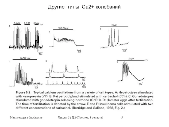 Мат. методы в биофизике Лекция 5 ( Д.Э.Постнов, 8 семестр) Другие типы Са2+ колебаний