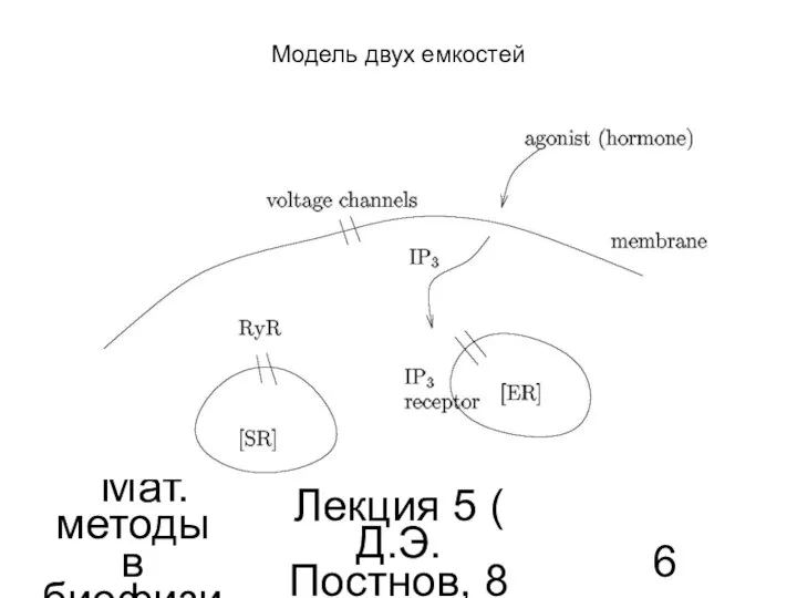 Мат. методы в биофизике Лекция 5 ( Д.Э.Постнов, 8 семестр) Модель двух емкостей