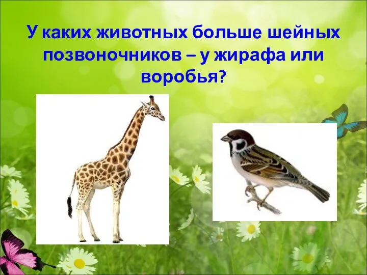 У каких животных больше шейных позвоночников – у жирафа или воробья?