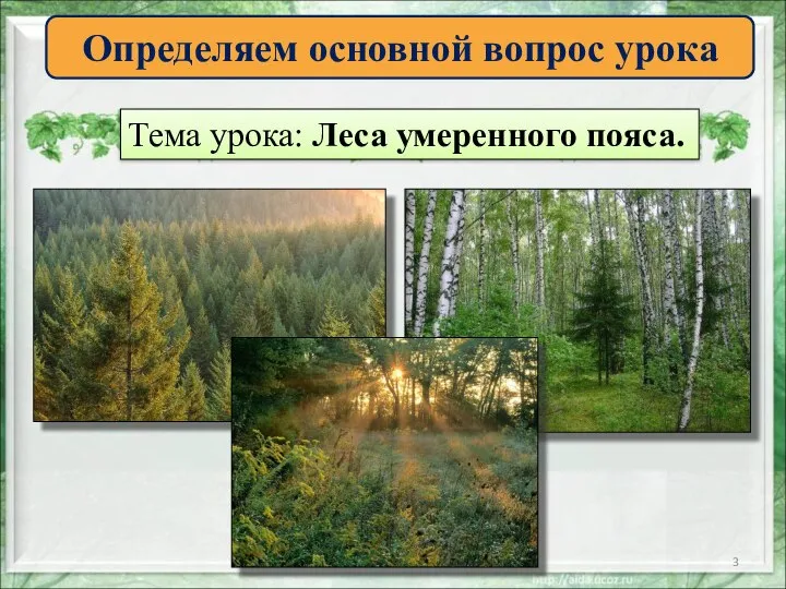 Определяем основной вопрос урока Тема урока: Леса умеренного пояса.
