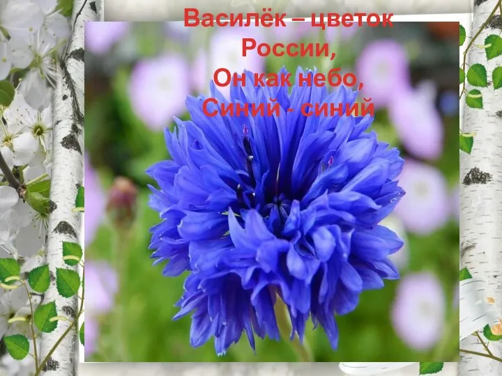Василёк – цветок России, Он как небо, Синий - синий