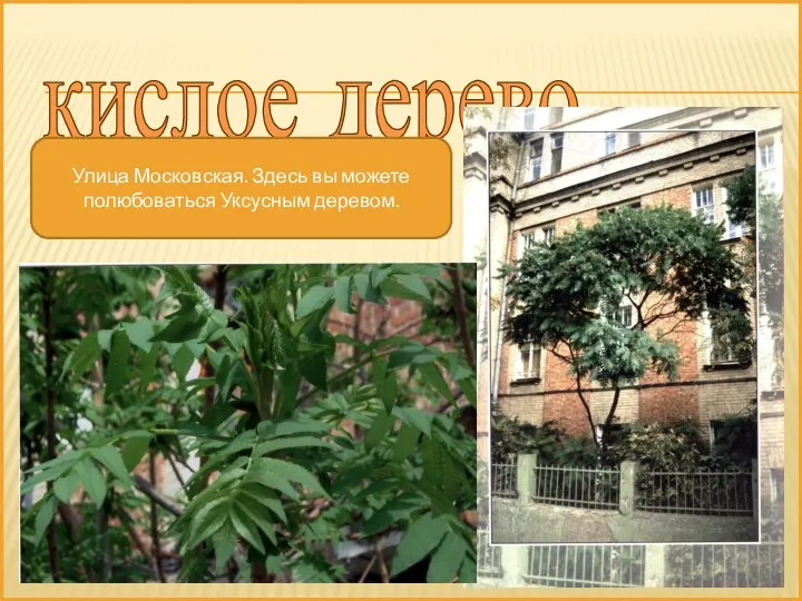 кислое дерево улица Улица Московская. Здесь вы можете полюбоваться Уксусным деревом.