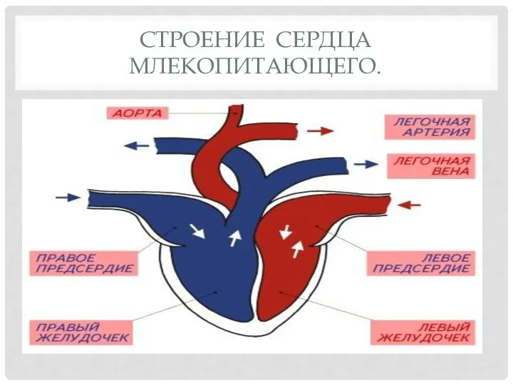 СТРОЕНИЕ СЕРДЦА МЛЕКОПИТАЮЩЕГО.