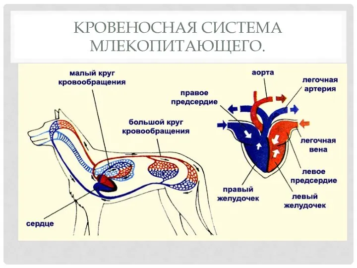 КРОВЕНОСНАЯ СИСТЕМА МЛЕКОПИТАЮЩЕГО.