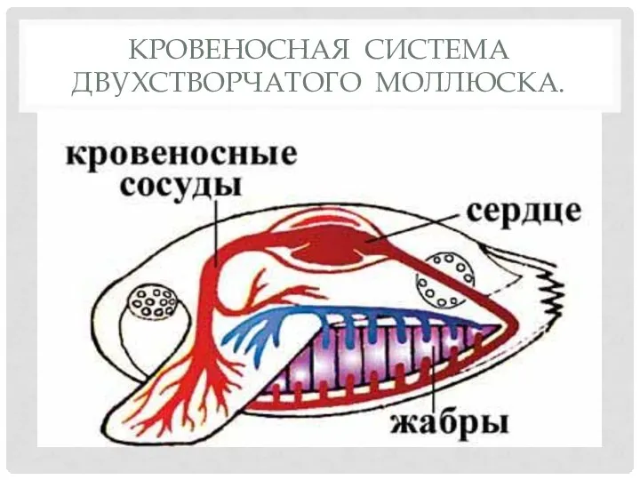 КРОВЕНОСНАЯ СИСТЕМА ДВУХСТВОРЧАТОГО МОЛЛЮСКА.