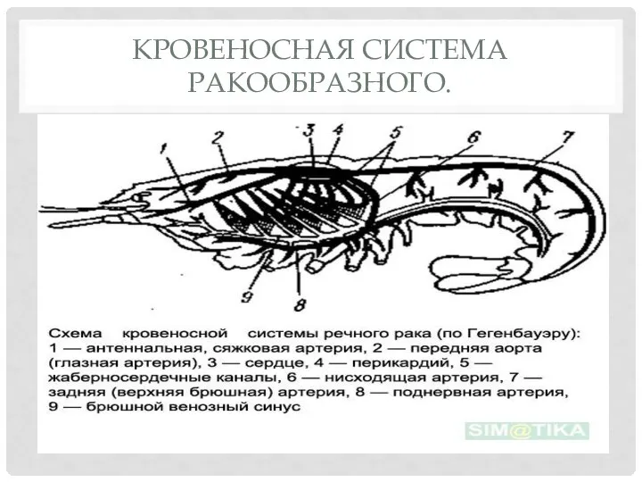 КРОВЕНОСНАЯ СИСТЕМА РАКООБРАЗНОГО.