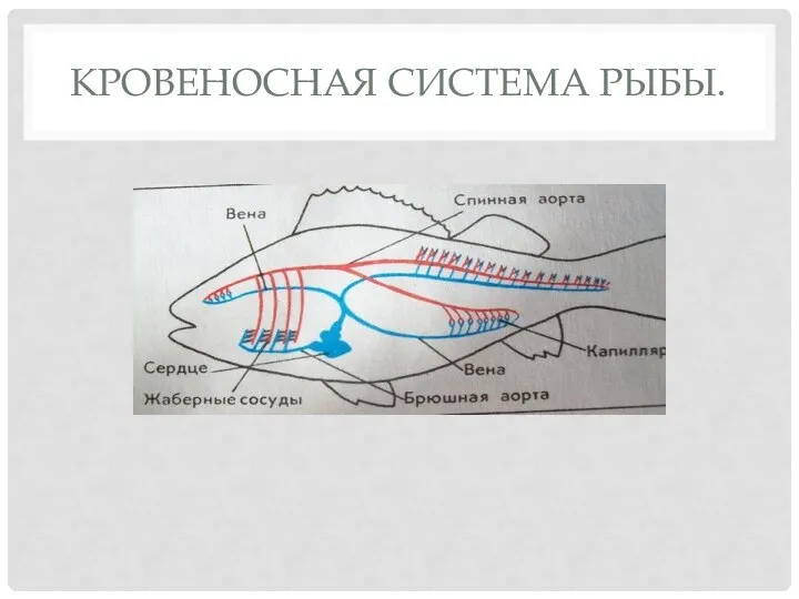 КРОВЕНОСНАЯ СИСТЕМА РЫБЫ.