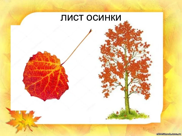 лист осинки