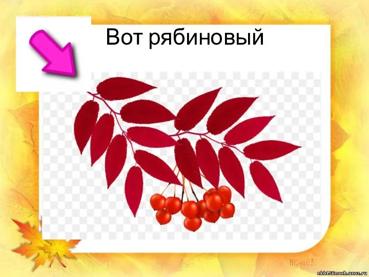 Вот рябиновый