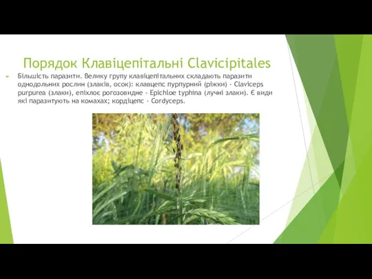 Порядок Клавіцепітальні Clavicipitales Більшість паразити. Велику групу клавіцепітальних складають паразити однодольних рослин