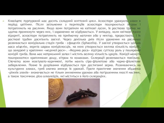 Клавіцепс пурпуровий має досить складний життєвий цикл. Аскоспори уражують злаки в період