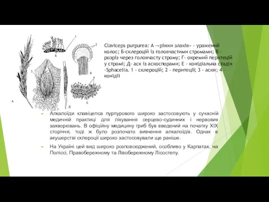 Алкалоїди клавіцепса пурпурового широко застосовують у сучасній медичній практиці для лікування серцево-судинних