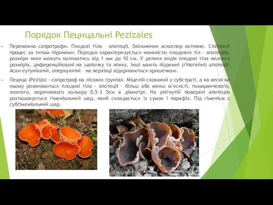 Порядок Пецицальні Pezizales Переважно сапротрофи. Плодові тіла – апотеції. Звільнення аскоспор активне.