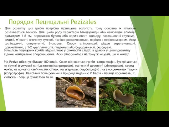 Порядок Пецицальні Pezizales Для розвитку цих грибів потрібна підвищена вологість, тому основна