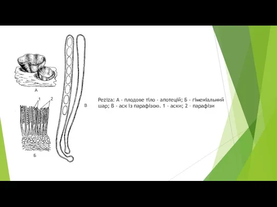 Peziza: А - плодове тіло - апотецій; Б - гіменіальний шар; В