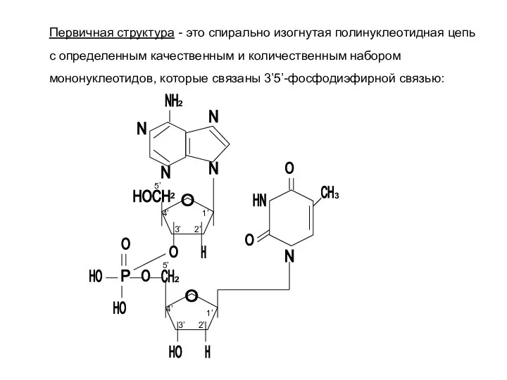 Первичная структура - это спирально изогнутая полинуклеотидная цепь с определенным качественным и