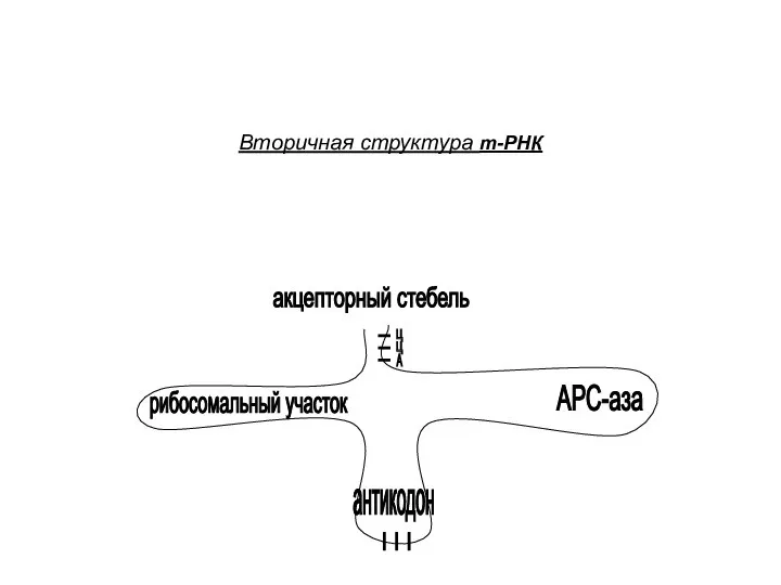 Вторичная структура т-РНК АРС-аза антикодон рибосомальный участок акцепторный стебель ц ц А