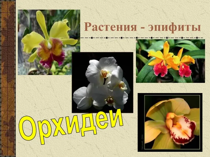 Растения - эпифиты Орхидеи