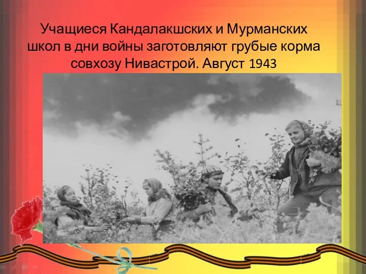 Учащиеся Кандалакшских и Мурманских школ в дни войны заготовляют грубые корма совхозу Нивастрой. Август 1943