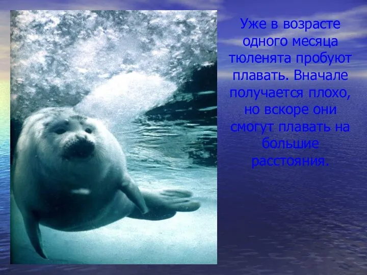 Уже в возрасте одного месяца тюленята пробуют плавать. Вначале получается плохо, но