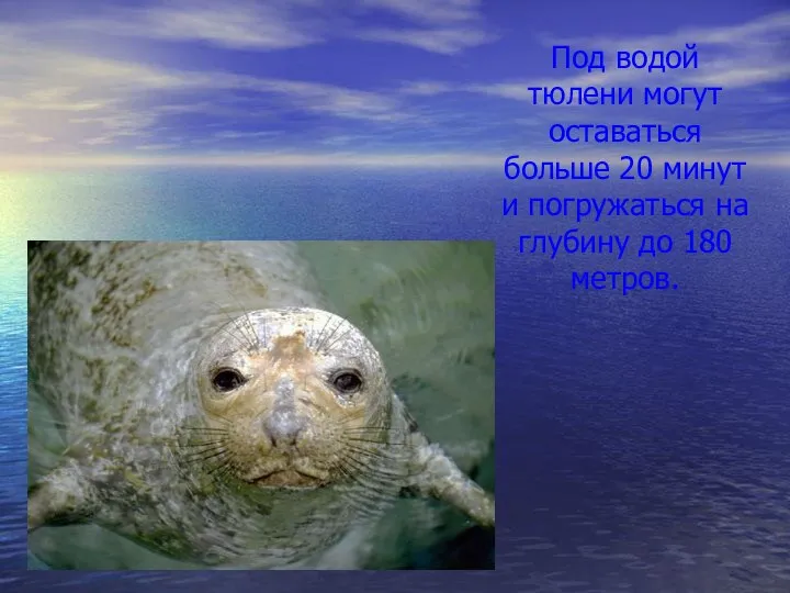 Под водой тюлени могут оставаться больше 20 минут и погружаться на глубину до 180 метров.