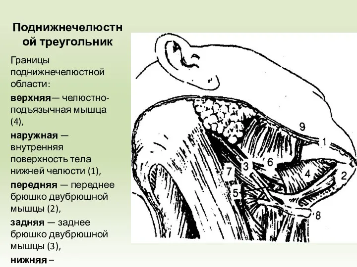 Поднижнечелюстной треугольник Границы поднижнечелюстной области: верхняя— челюстно-подъязычная мышца (4), наружная — внутренняя