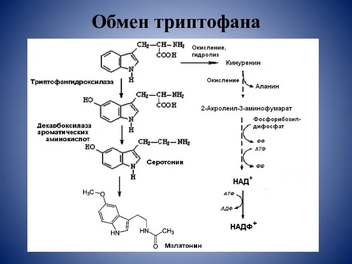 Обмен триптофана