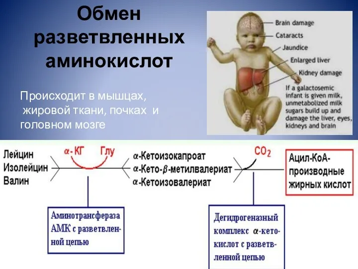 Обмен разветвленных аминокислот Происходит в мышцах, жировой ткани, почках и головном мозге