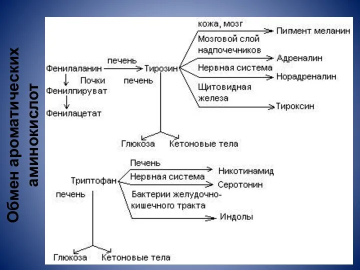 Обмен ароматических аминокислот