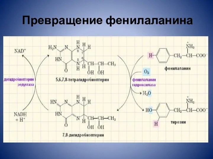 Превращение фенилаланина