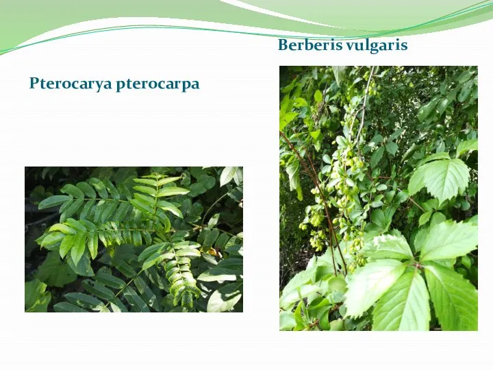 Pterocarya pterocarpa Berberis vulgaris