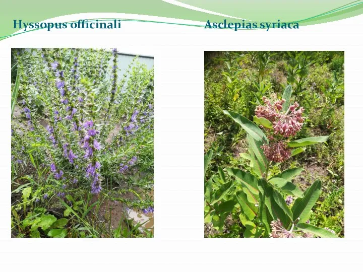 Hyssopus officinali Asclepias syriaca