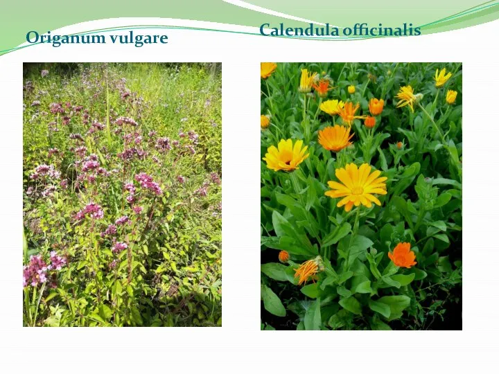 Origanum vulgare Calendula officinalis