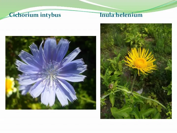 Cichorium intybus Inula helenium