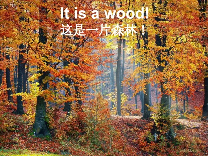 It is a wood! 这是一片森林！ twinkl.com