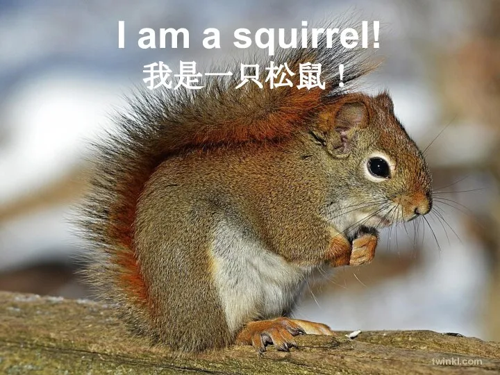 I am a squirrel! 我是一只松鼠！ twinkl.com