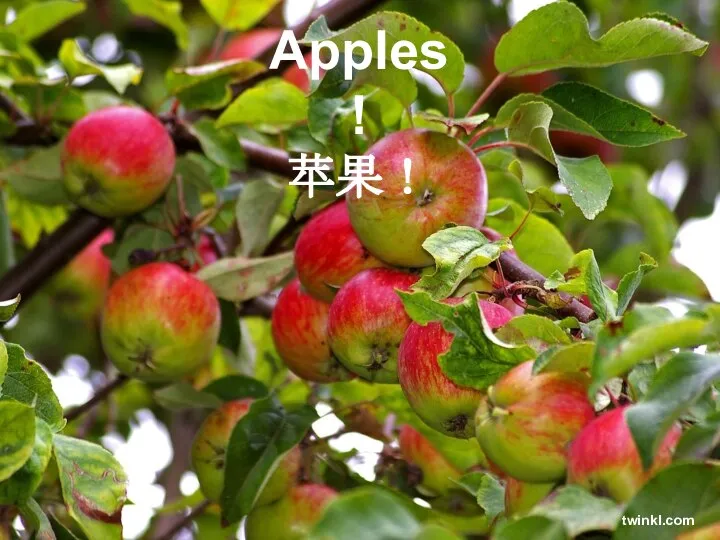 Apples! 苹果！ twinkl.com
