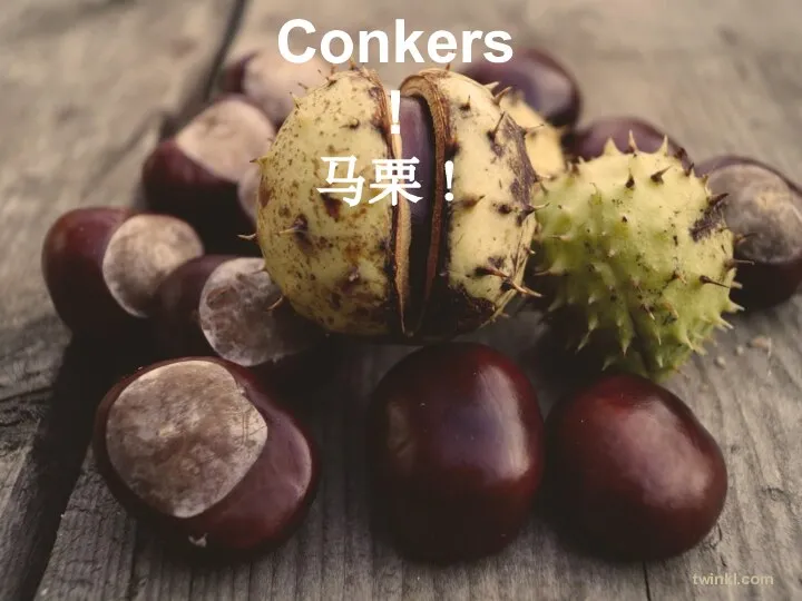 Conkers! 马栗！ twinkl.com