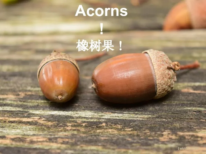 Acorns! 橡树果！ twinkl.com