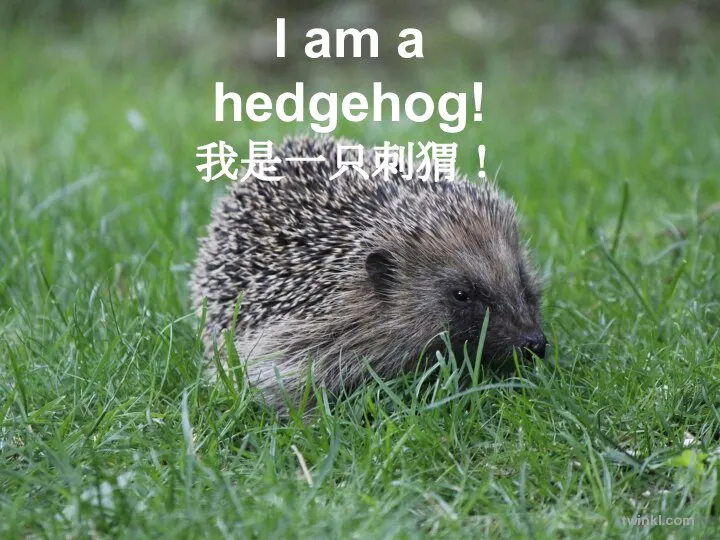 I am a hedgehog! 我是一只刺猬！ twinkl.com