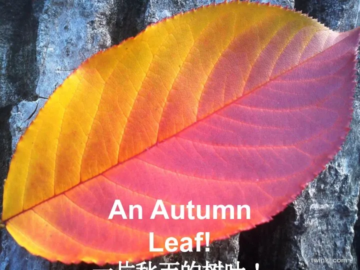 An Autumn Leaf! 一片秋天的树叶！ twinkl.com