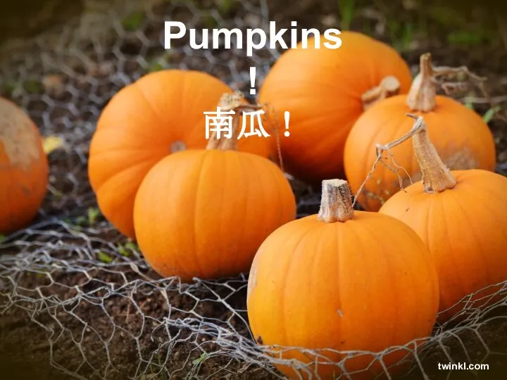 Pumpkins! 南瓜！ twinkl.com