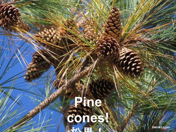Pine cones! 松果！ twinkl.com