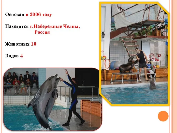 Основан в 2006 году Находится г.Набережные Челны, Россия Животных 10 Видов 4