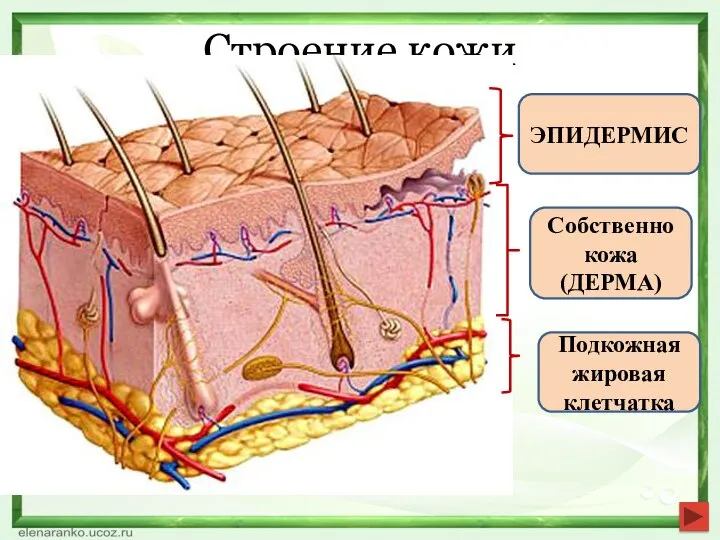 Строение кожи ЭПИДЕРМИС Собственно кожа (ДЕРМА) Подкожная жировая клетчатка